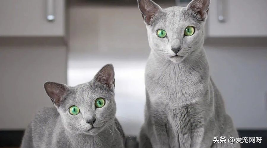 猫咪品种大全及图片,猫咪品种大全视频