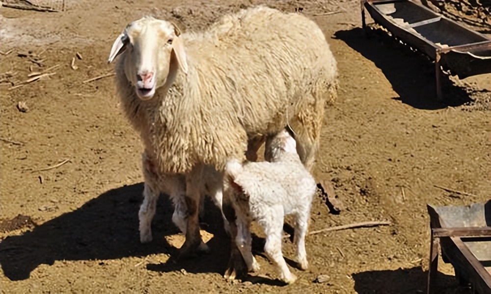 母羊乳房有硬块不吃草怎么办,母羊快下崽了还没下奶