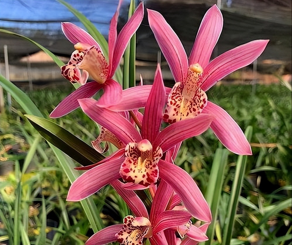 兰花高贵纯洁,高贵气质兰花图片