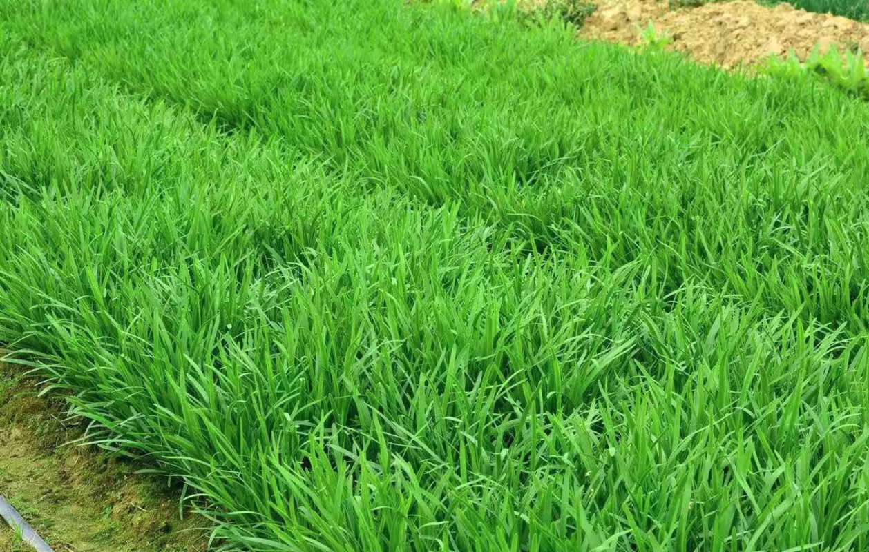 这个季节新种植的韭菜能割吗,韭菜种植多久可以割