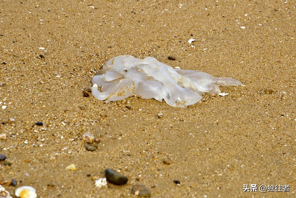 辽宁兴城海边推荐,兴城海边赶海旅游攻略