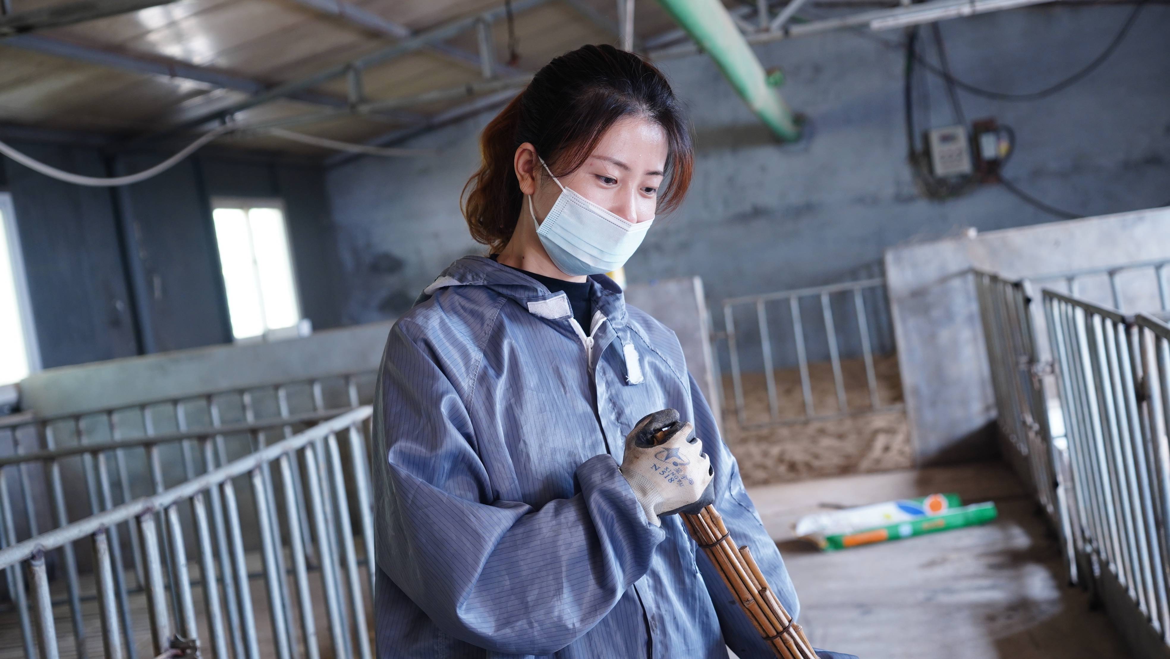 猪价及全国养殖走向,猪价回落养猪