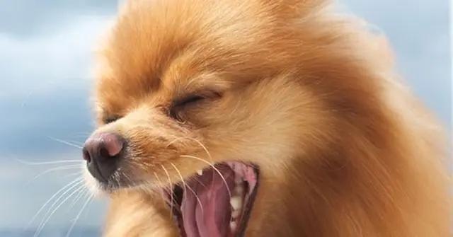 狗狗发出咯咯的声音是怎么回事,狗狗咳咳咳好像卡喉咙似的怎么办