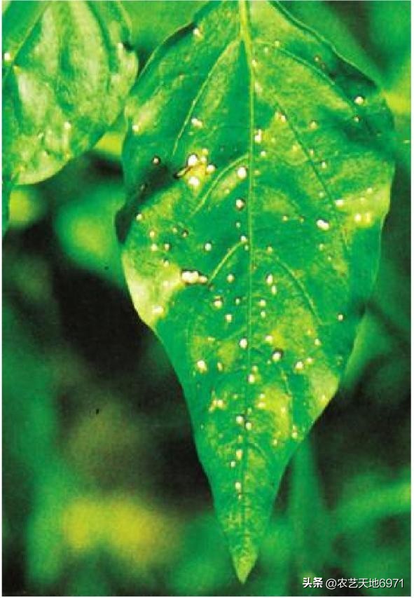 辣椒叶面出现发黄斑点是什么原因,辣椒黄叶卷叶生斑点怎么防治