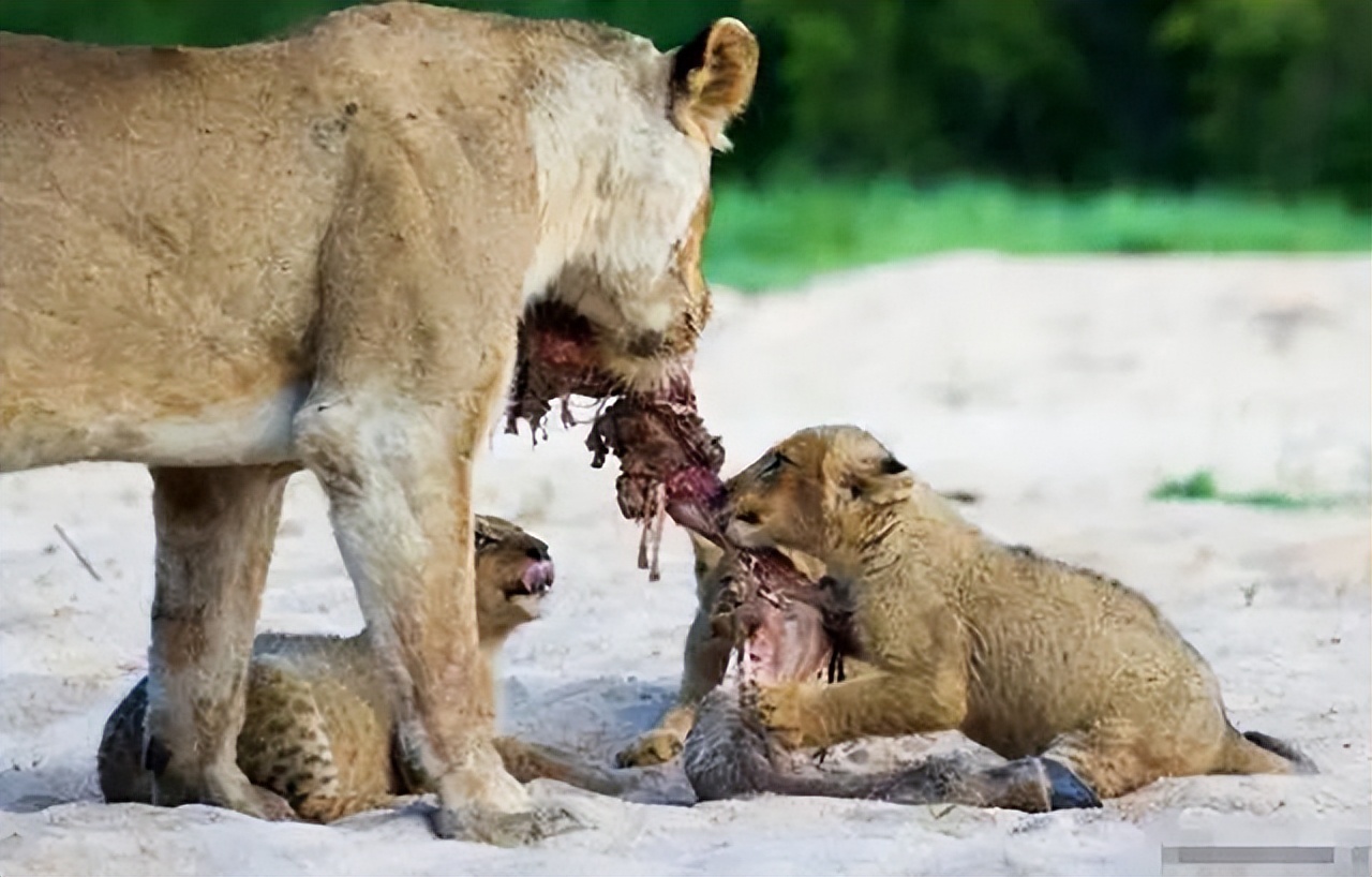 八个月的宝宝吃辅食就吐怎么回事,宝宝吃辅食吐了以后还要吃吗