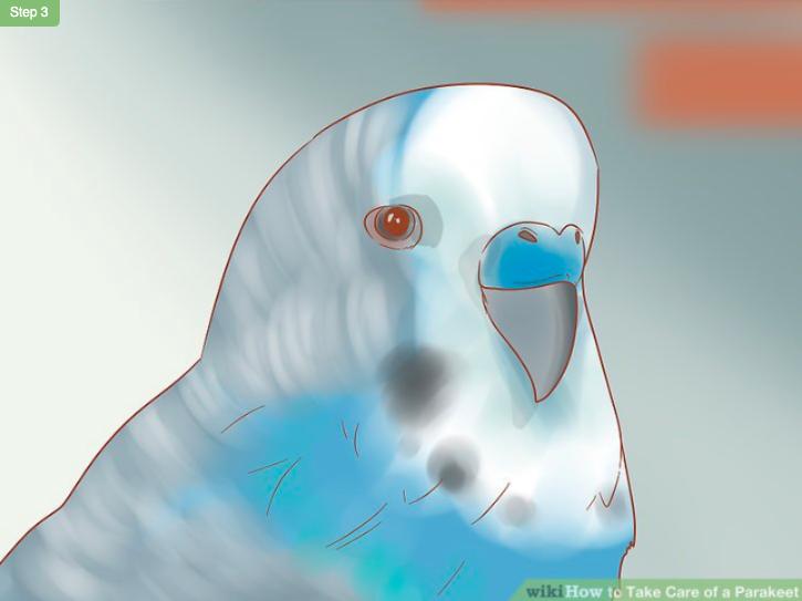 怎么照顾虎皮幼鸟,怎么照料小虎皮鹦鹉