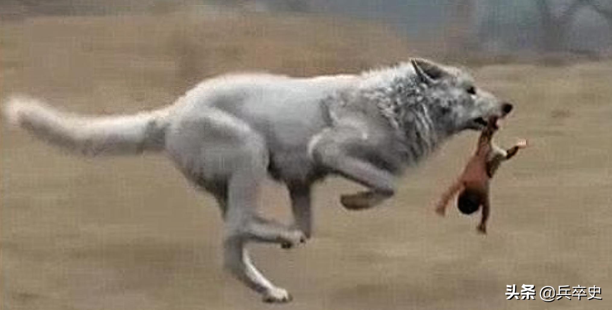 3岁男孩被狼咬掉半张脸,三岁男孩被狼咬掉半面脸