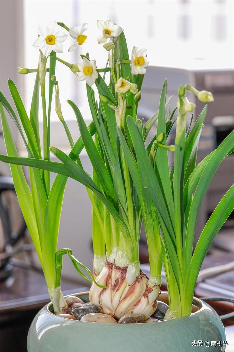水仙随笔怎么写,水仙随笔绝美