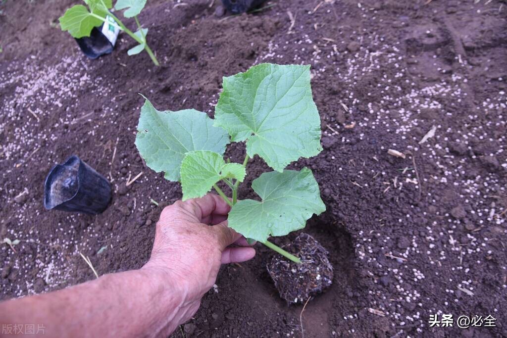 苗木抗旱最佳方法,苗木栽植灌溉方法