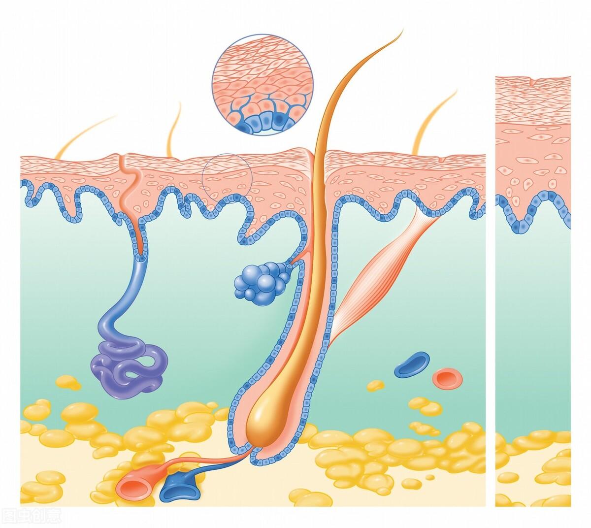 咋感觉越来越秃有没有生发小技巧 (20岁头发秃了通过药物可以生发吗)