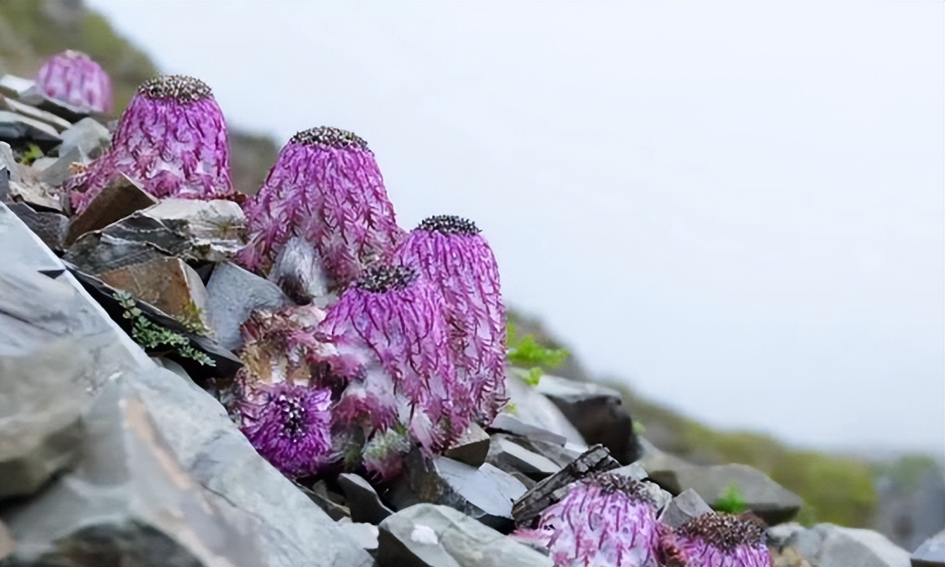拔了价值1块五的高原莲花,险些被牢底坐穿!这种草为啥不能摘?