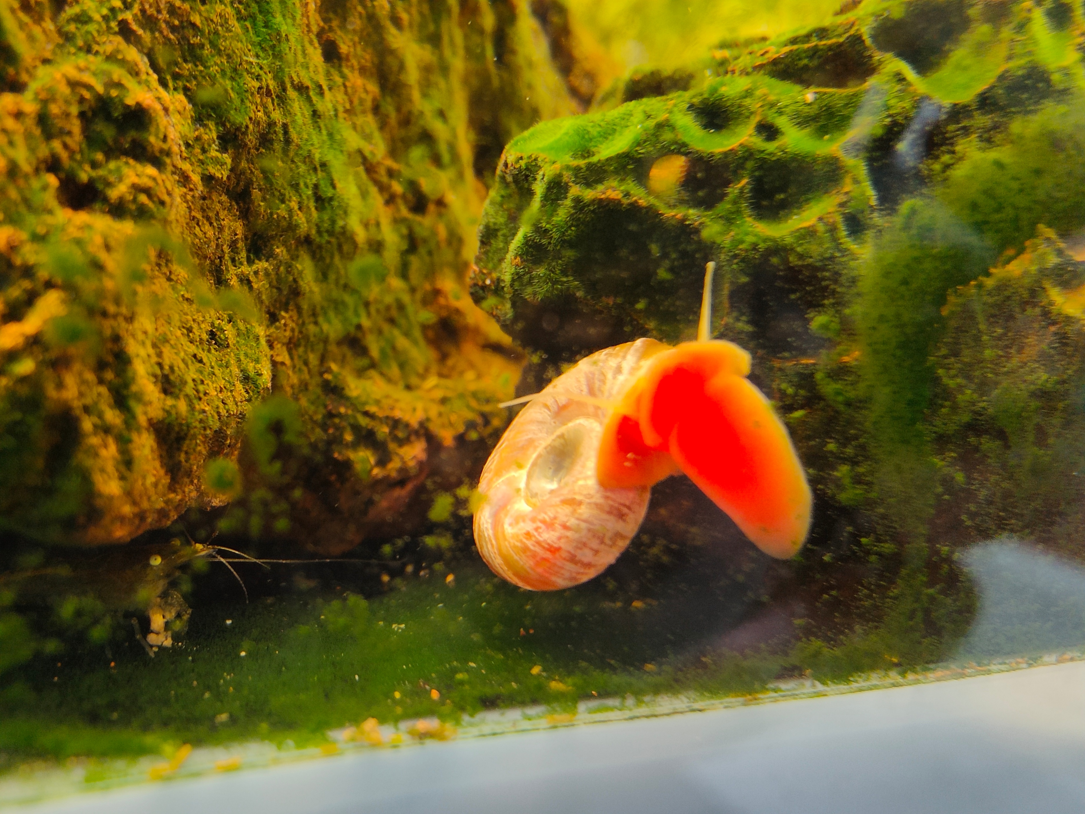 鱼缸里养苹果螺可以放水质稳定剂,什么螺可以净化鱼缸水质