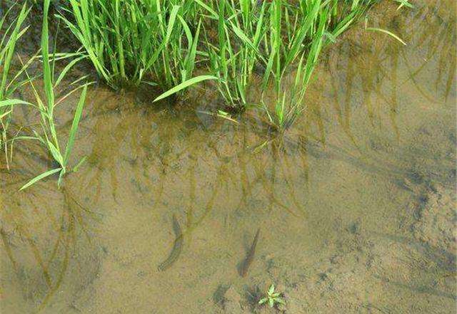 蚂蟥咬了有毒吗,误食蚂蟥会在人体内大量繁殖吗