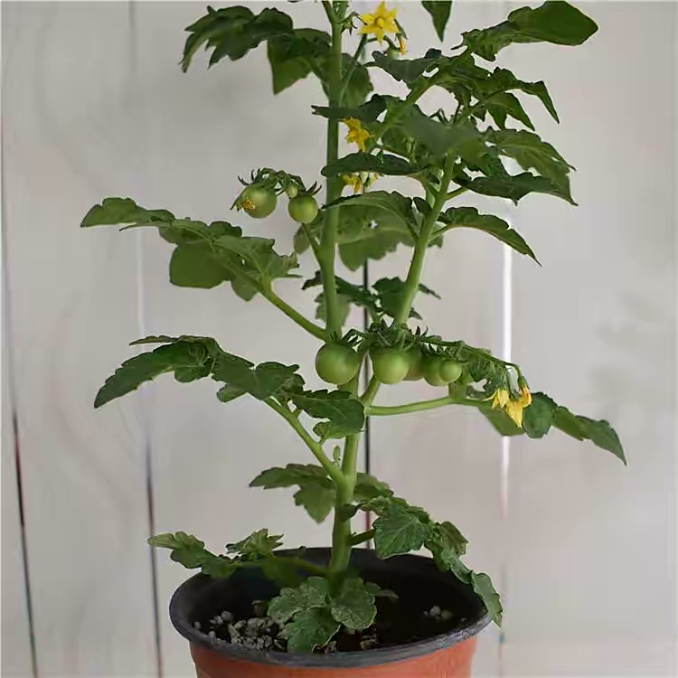 阳台种菜的100种方法,阳台种菜的正确方法大全