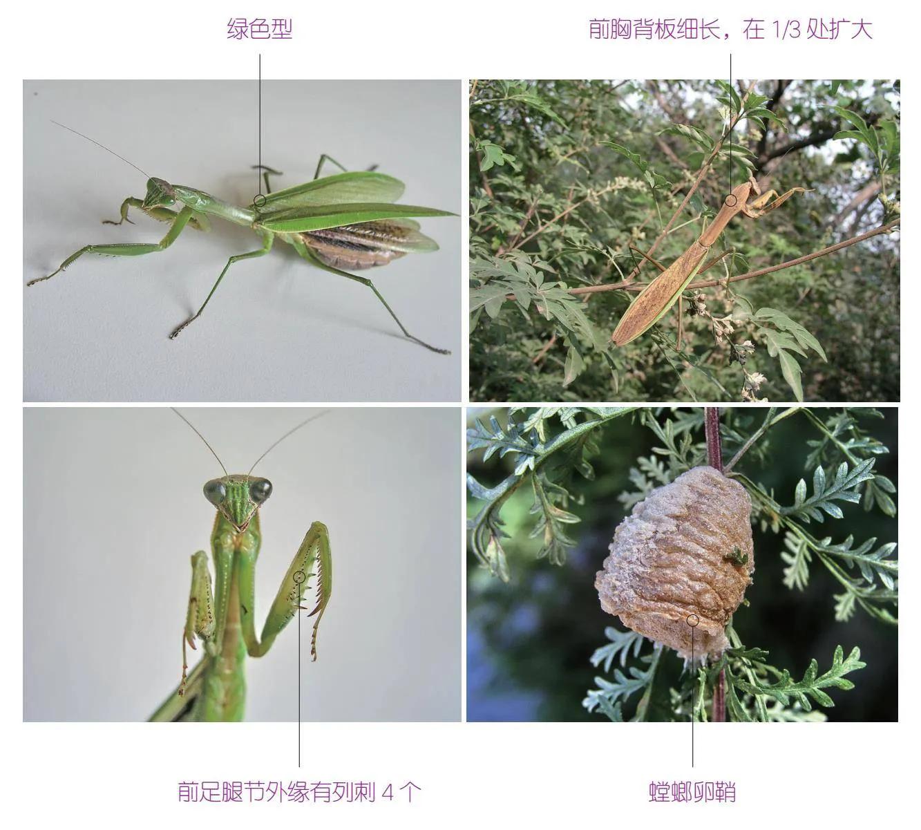 32种昆虫简介思维导图,32种食用植物