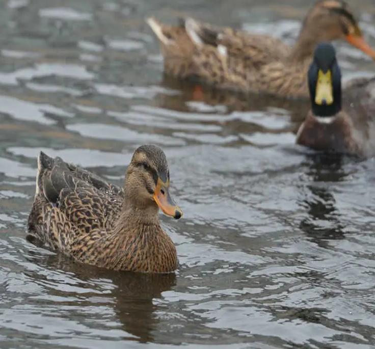 鸭拉稀怎么治疗最快,鸭拉稀用什么止泻