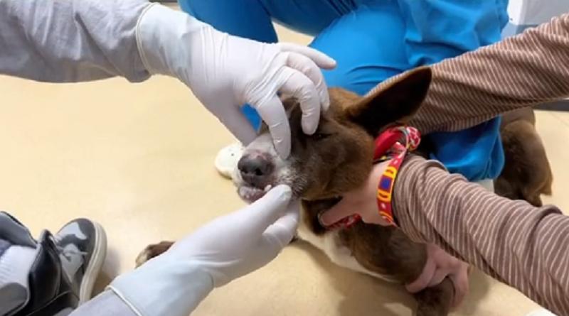 上颚烂空，把树叶当食物，它还在等着，可它的主人却早已将它抛弃