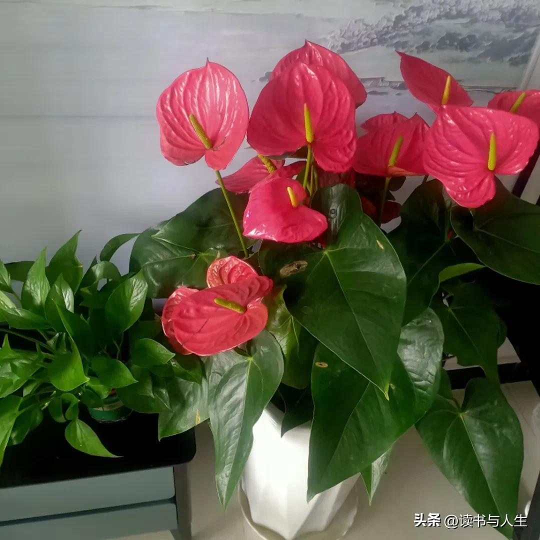 养花人生活随笔,室内养花的美文