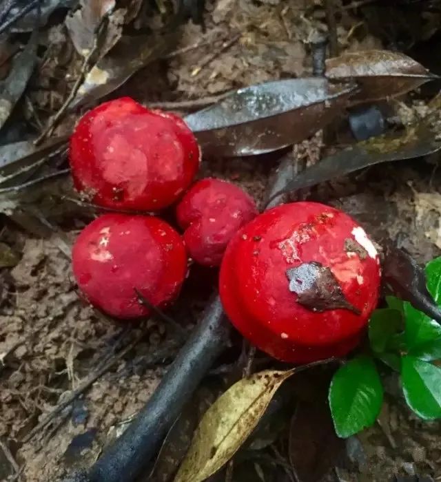 云南红菇好吃吗,云南山野红菇