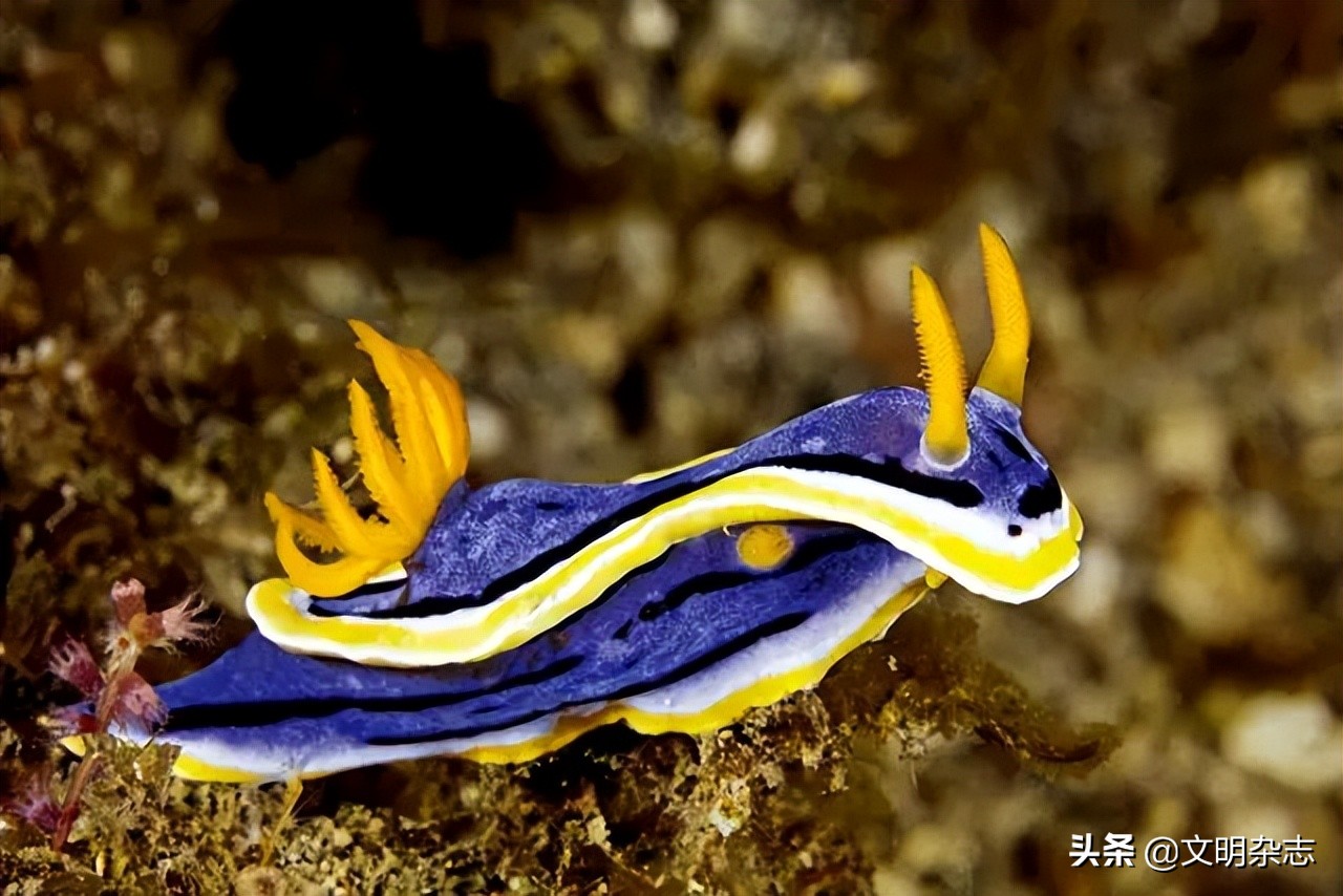 海洋精灵：多姿多彩的海蛞蝓