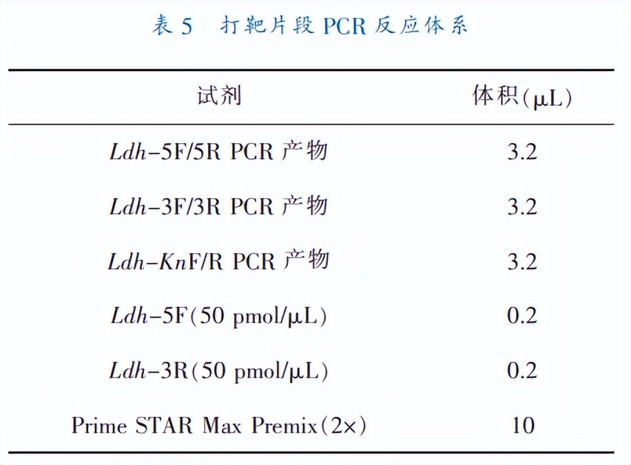 乳酸脱氢酶基因敲除之后,对钝齿棒杆菌菌株构建有什么影响