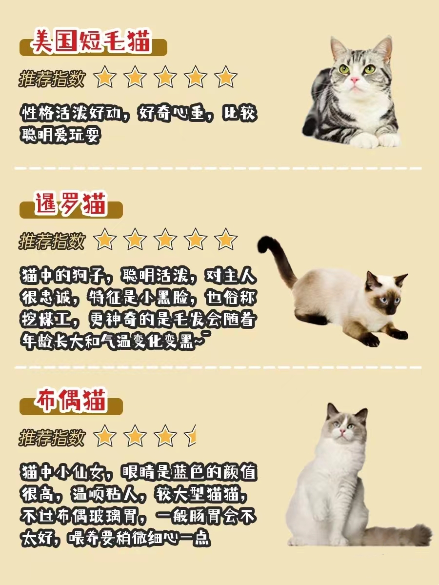不同品种猫的习性,银渐层猫配什么品种的猫最好