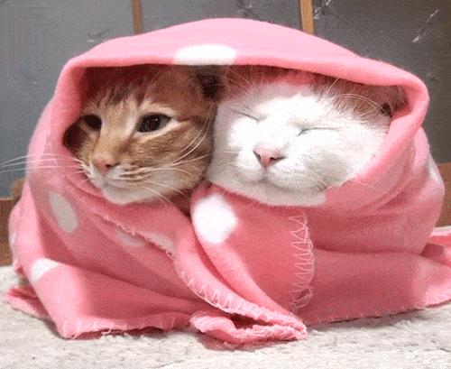 猫咪怕热怕冷是怎么回事,猫咪怕冷的迹象