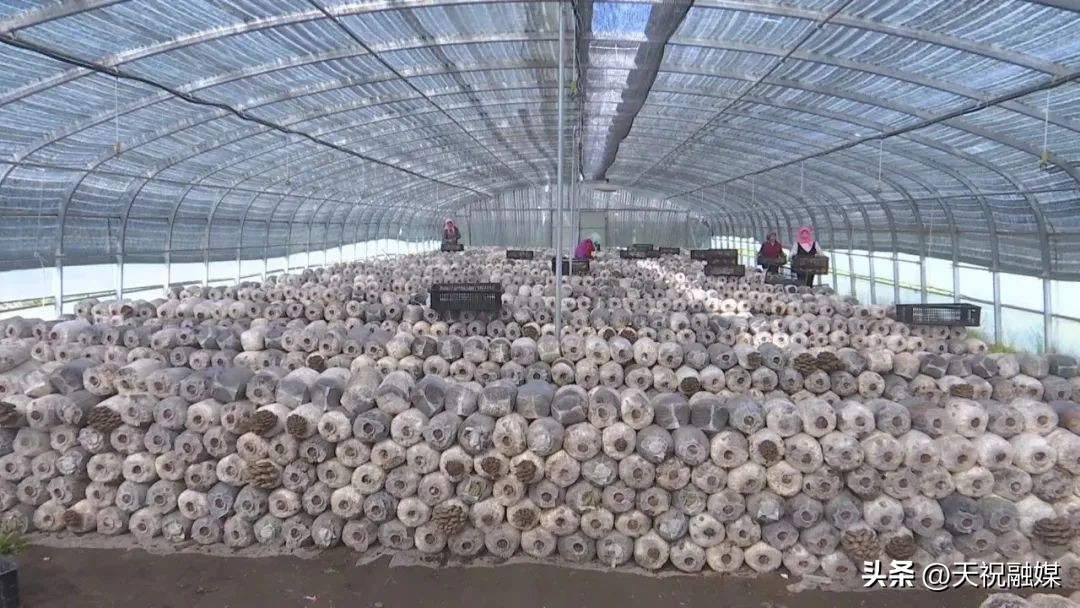 蘑菇朵朵向阳开,甘肃天祝哈溪蘑菇