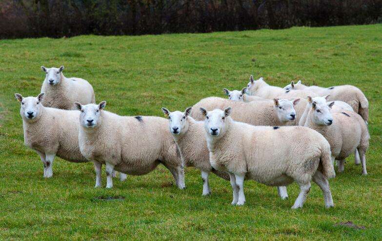 羊口吐白沫什么原因引起,羊口流白沫得了什么病