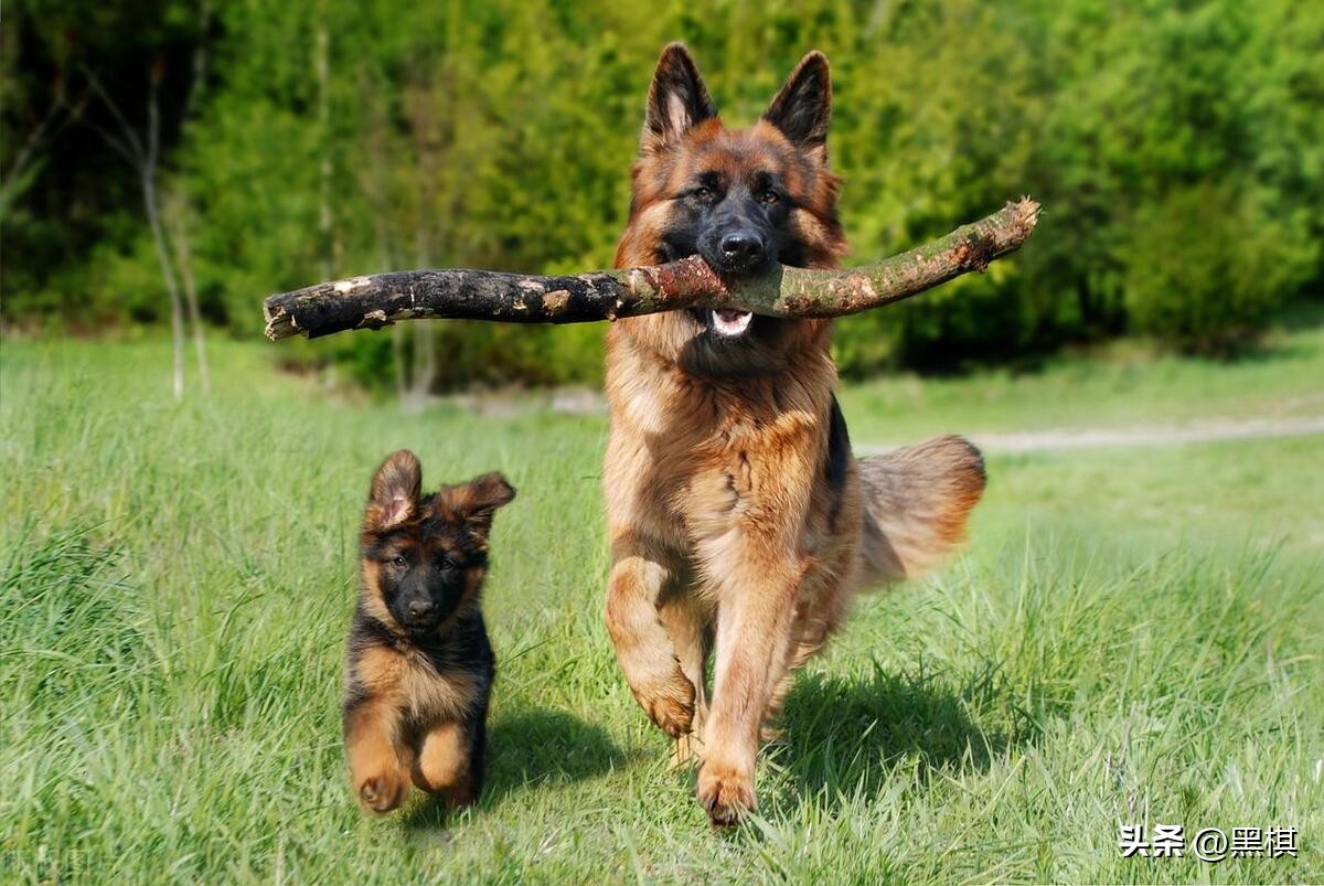 哪些狗狗长得最好看前十名,狗狗聪明品种排行榜前十名