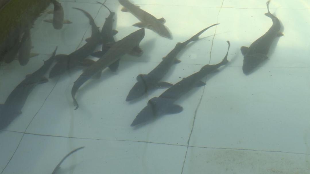 渔业乡村振兴,乡村振兴大棚养淡水鱼