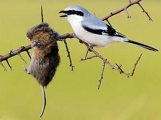 屠夫伯劳小说,伯劳屠夫鸟视频