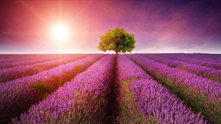 什么星座脾气大,本事小脾气大的星座男