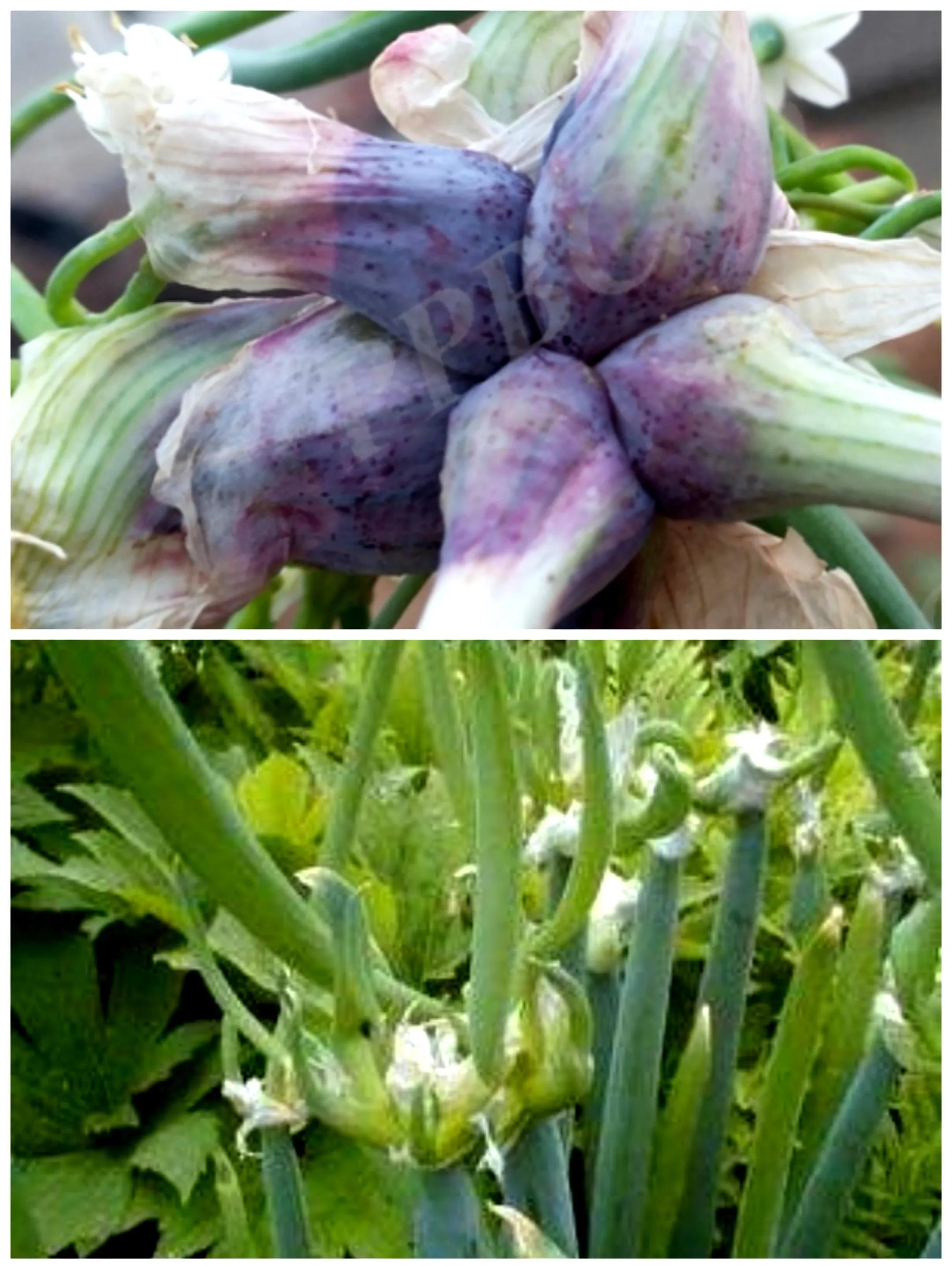 百合科葱属植物都有什么,植物学授课视频