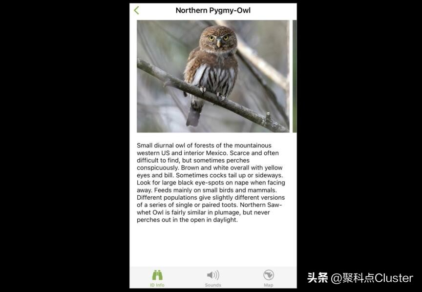 中国鸟类识别app,懂鸟全球鸟类识别app