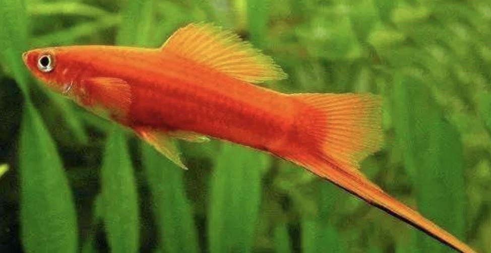 常见的观赏鱼有哪些？大概多少钱？