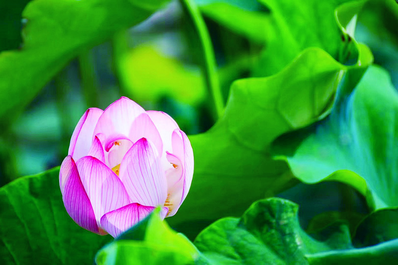 山茶花记录夏日美景,山茶花的绝美瞬间
