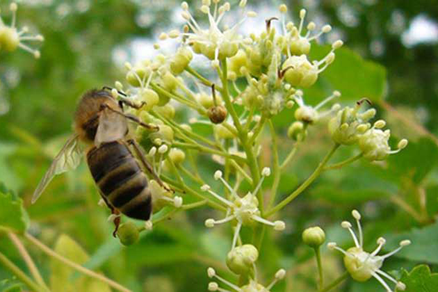 北大荒椴树雪蜜500g,北大荒牌椴树雪蜜500克礼盒价格