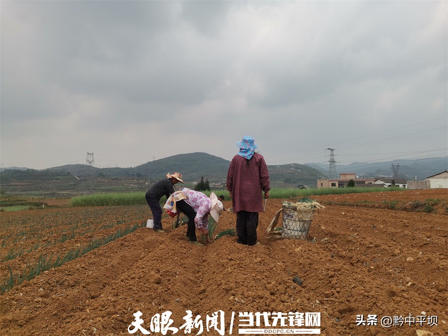 一根葱，“万元田”充值“亿元财”！平坝区天龙镇二官村敢为人先的大葱产业致富经