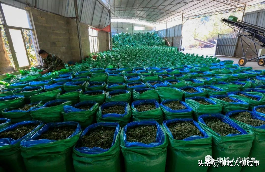 农田焚烧秸秆处罚,焚烧秸秆处罚管理办法