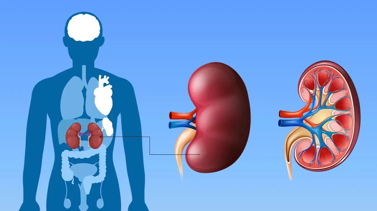 黄芪是伤肾的吗,黄芪伤肾怎么回事