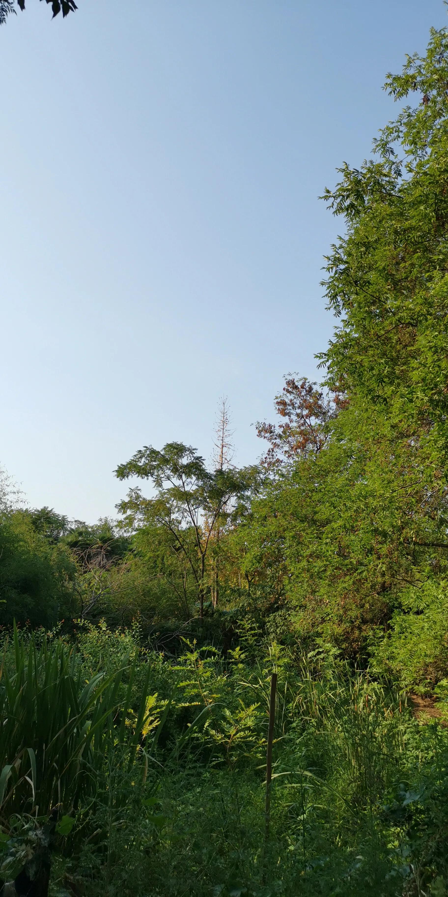 越战之超级巨蟒传说