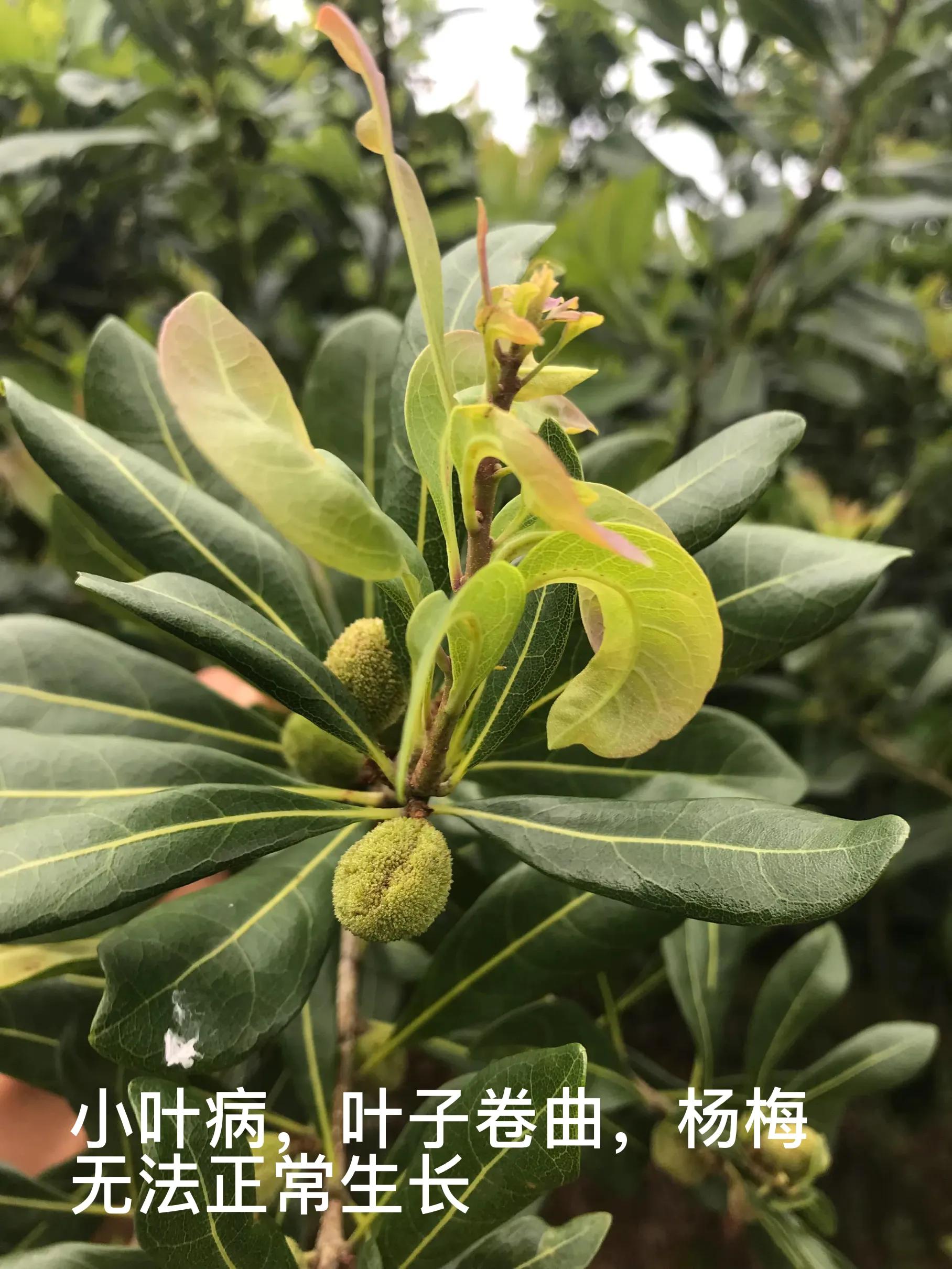 杨梅小叶病,攻克杨梅小叶病