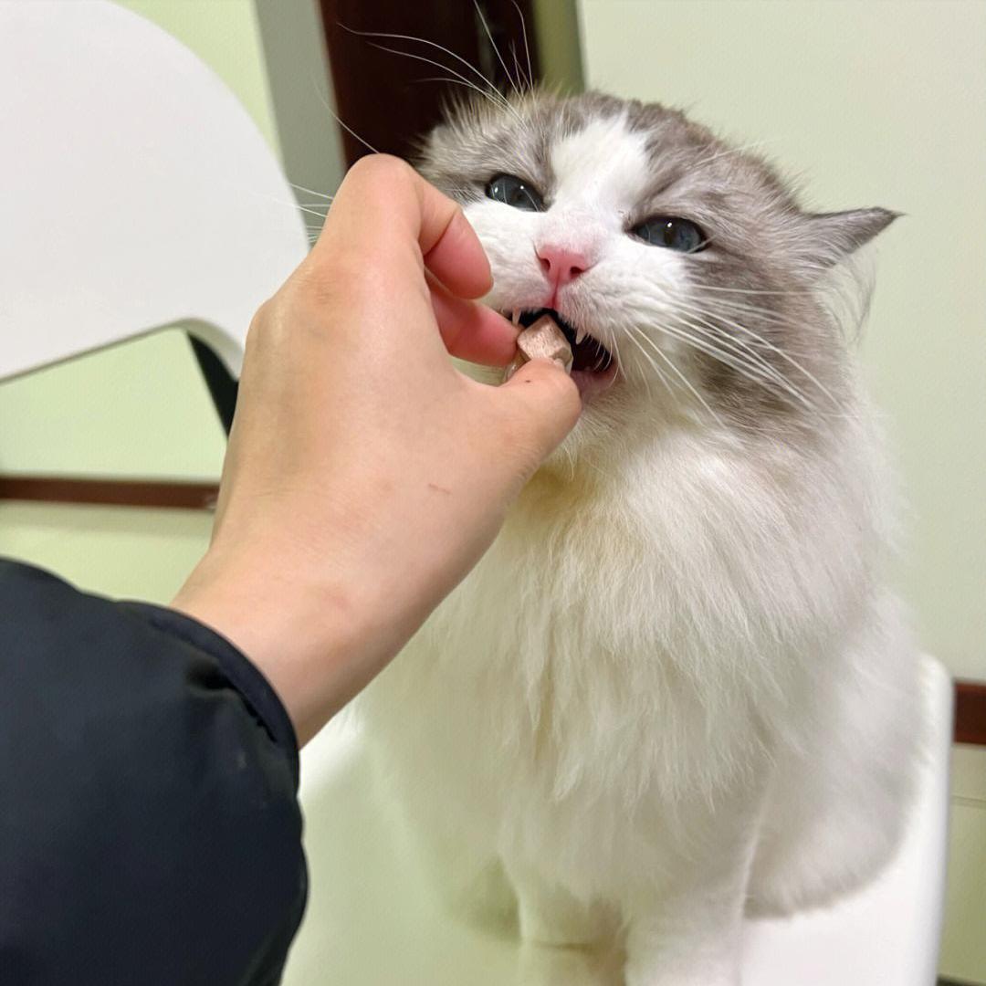 猫咪一边呼噜一边咬人,为什么摸猫咪猫咪会哼唧唧