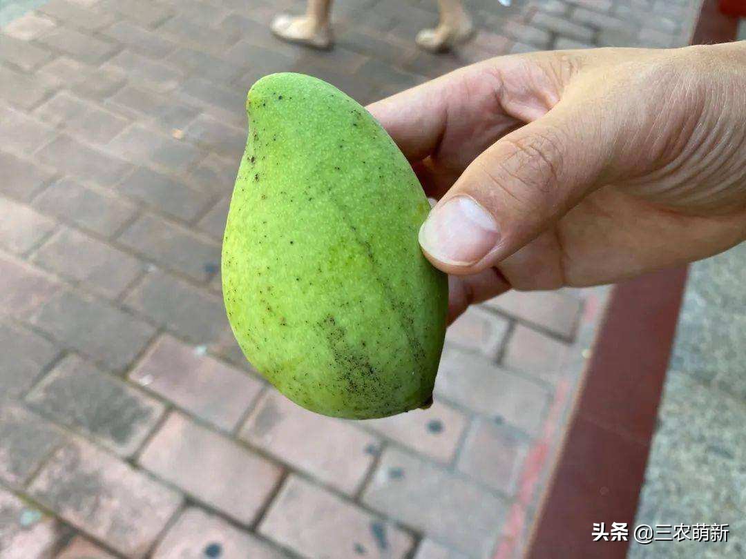 路边树上的芒果可以采摘吗,为什么路边的芒果不能采摘来吃