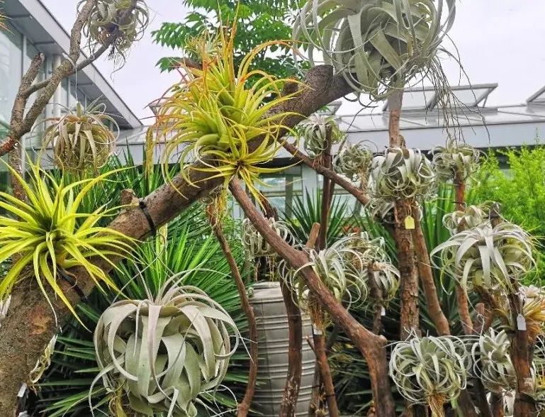 空气凤梨懒人无土植物,空气植物凤梨