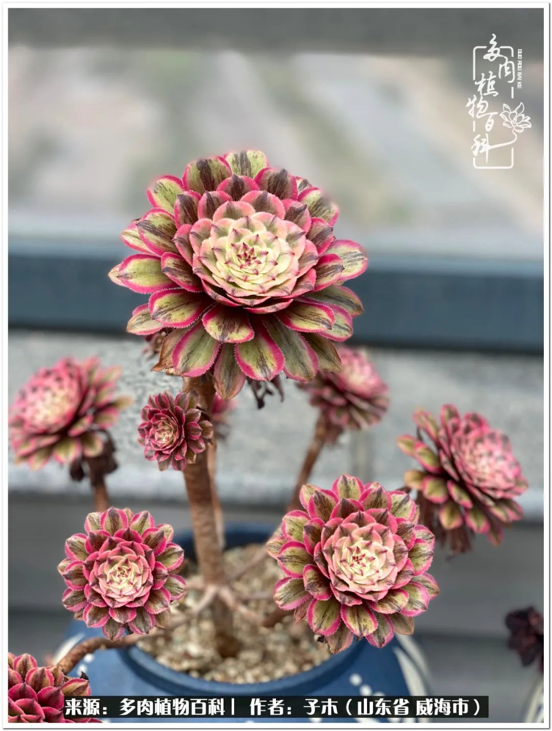 法师多肉成长史,法师多肉新手教程