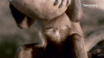 鎾炶劯鏂硅劯鐚村瓙鐨勫コ缃戠孩,鏂硅劯鐚村瓙妯′豢浜虹殑琛ㄦ儏