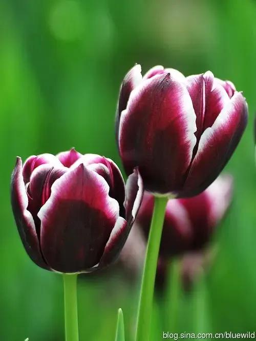 郁金香花的花语和传说,古代花语郁金香