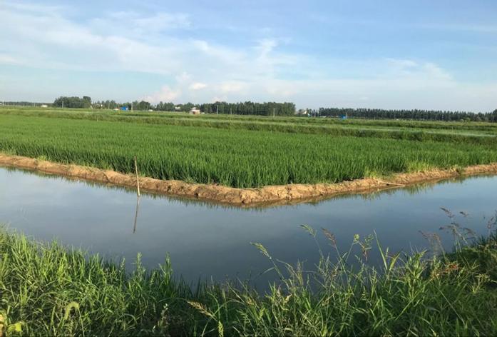 水产养殖网小龙虾养殖方法,小龙虾养殖省时省力养好虾就来